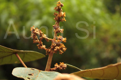 Mallotus tetracoccus